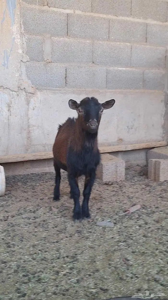 تيوس للبيع 1