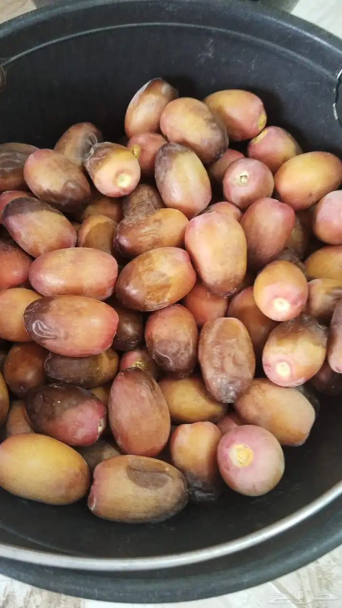 فسائل نخيل (فروخ) جميع الانواع 4