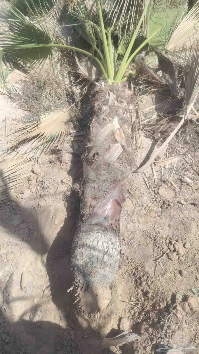 نخل وشنطن للبيع 3