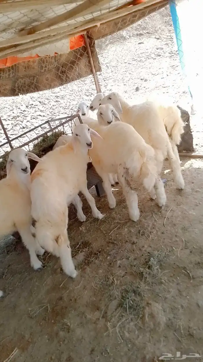 طليان حريات مقفله شحم ناوان العديد 7 فيها 3 اناثي الموقع ناو 2