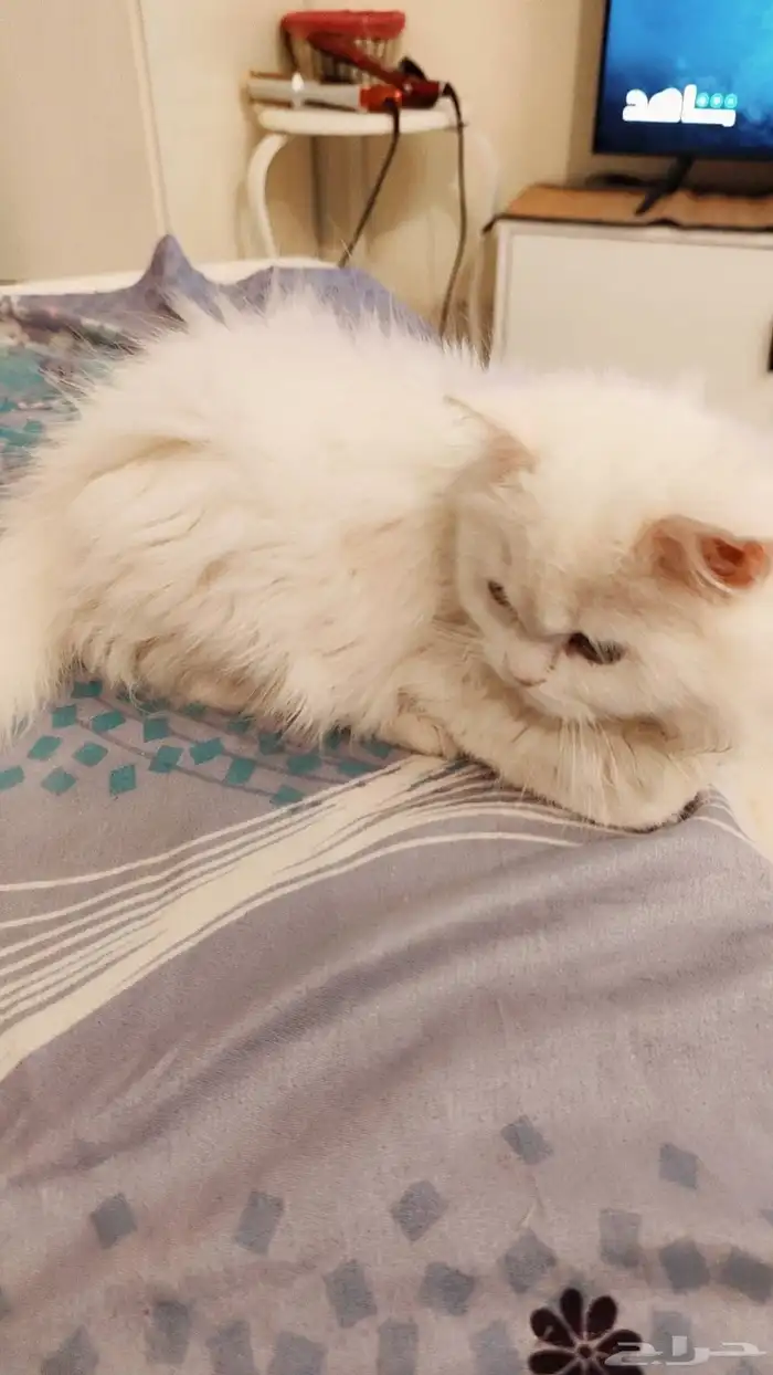 قطط للتبني 2