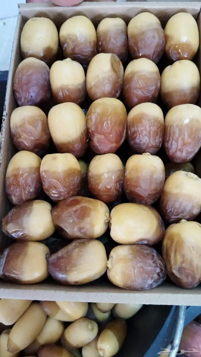 فسائل نخيل (فروخ) جميع الانواع 5