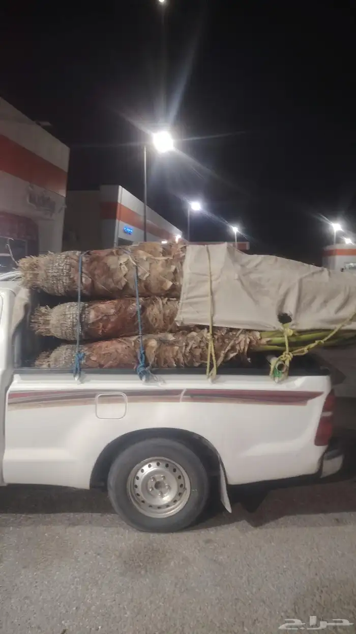 نخل وشنطن للبيع 0