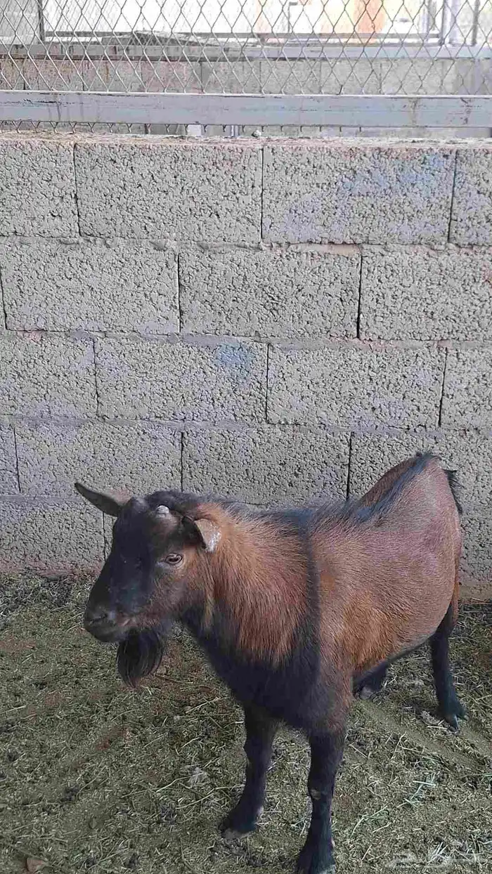 تيوس للبيع 2