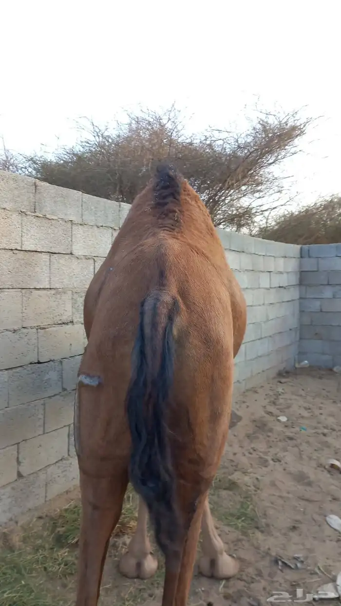 بكره لقحه للبيع 0