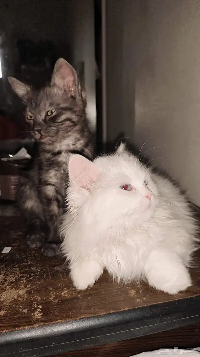 قطط للتبني 3