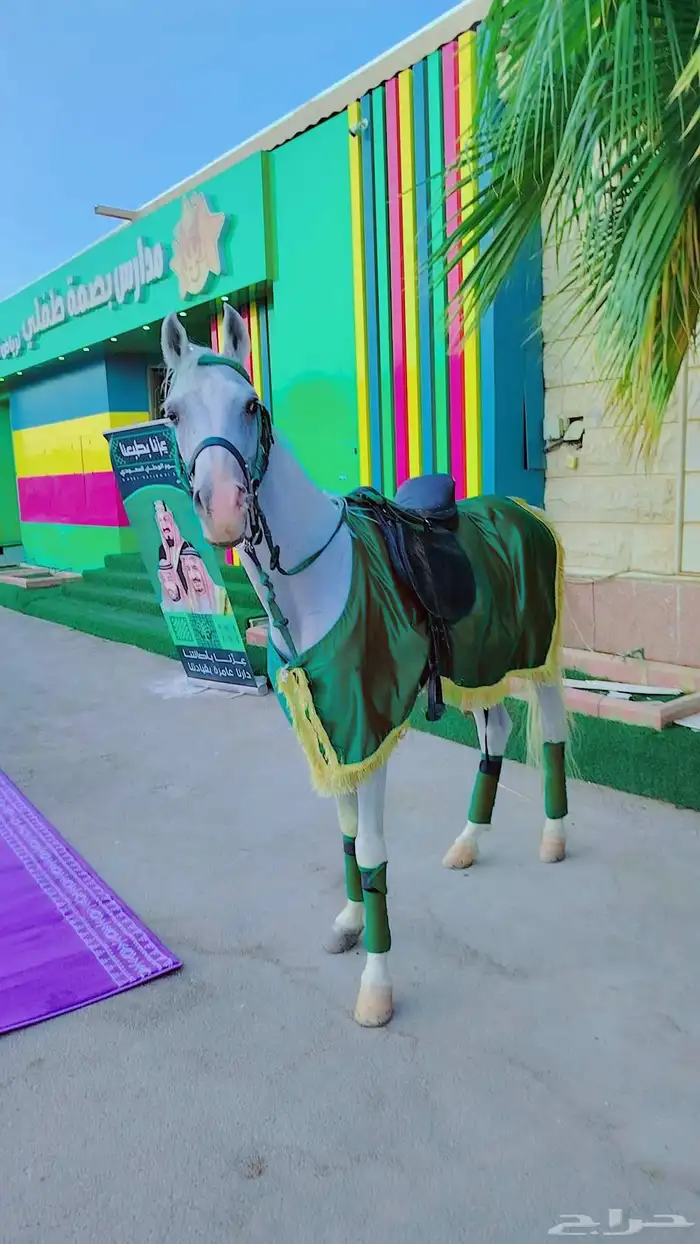 اجار خيل جمال وسيسي للتواصل 2