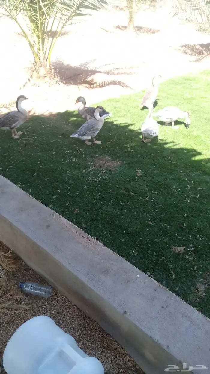 ثلاث وز عراقي مع فحلهن وثنتين مصري 0