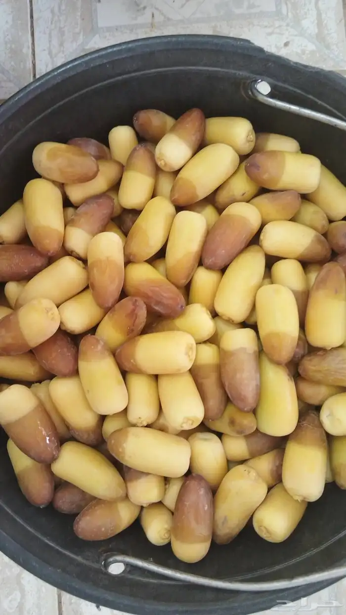 فسائل نخيل (فروخ) جميع الانواع 7