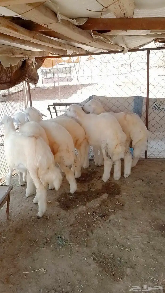 طليان حريات مقفله شحم ناوان العديد 7 فيها 3 اناثي الموقع ناو 0