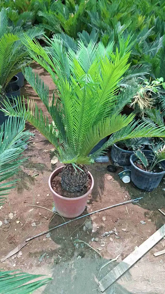 زراعه وتنسيق 2