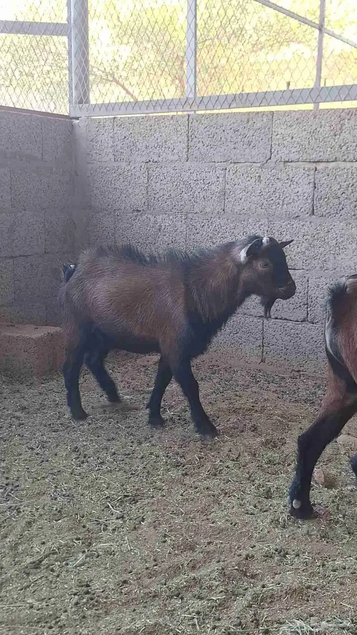 تيوس للبيع 3