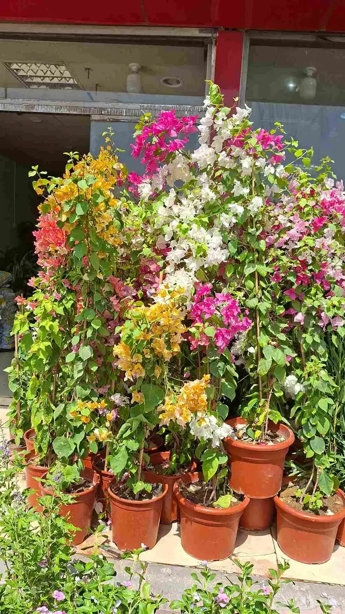 زراعه وتنسيق 6