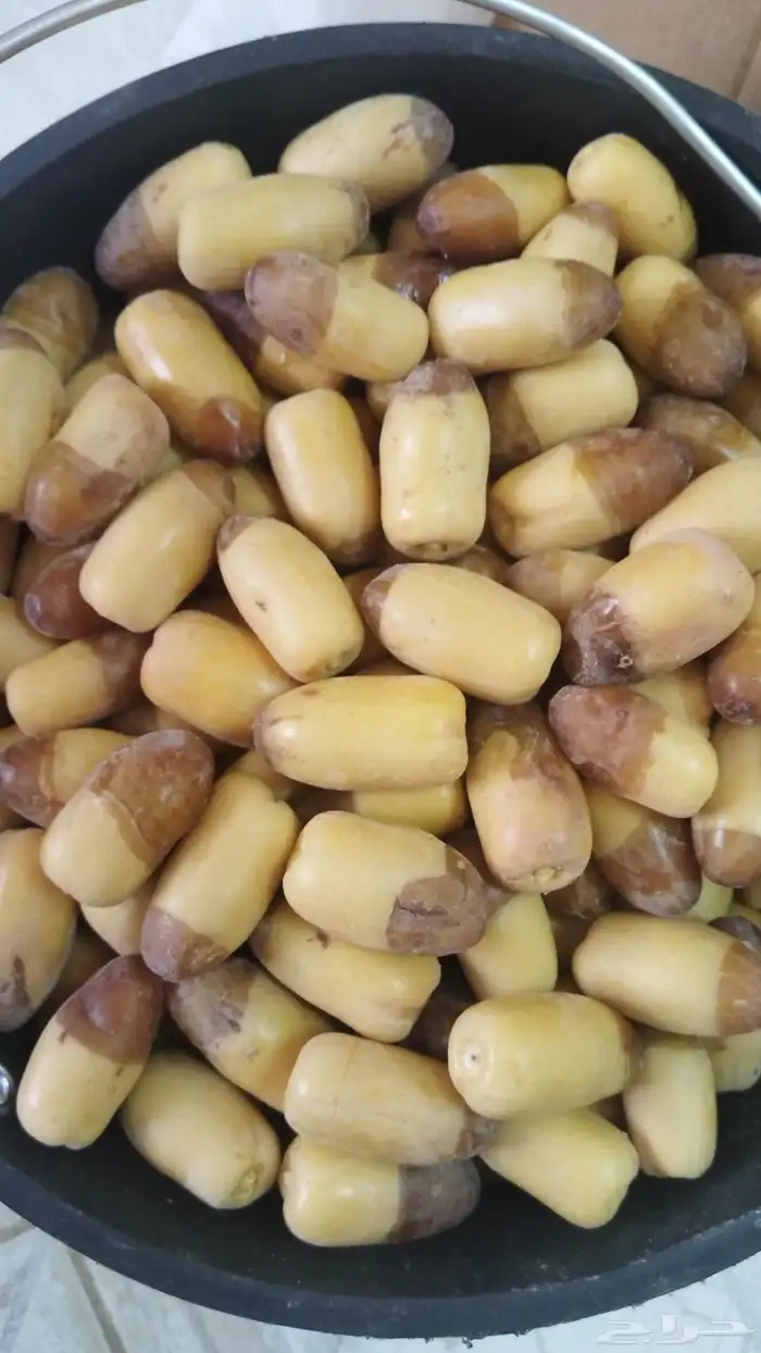 فسائل نخيل (فروخ) جميع الانواع 3