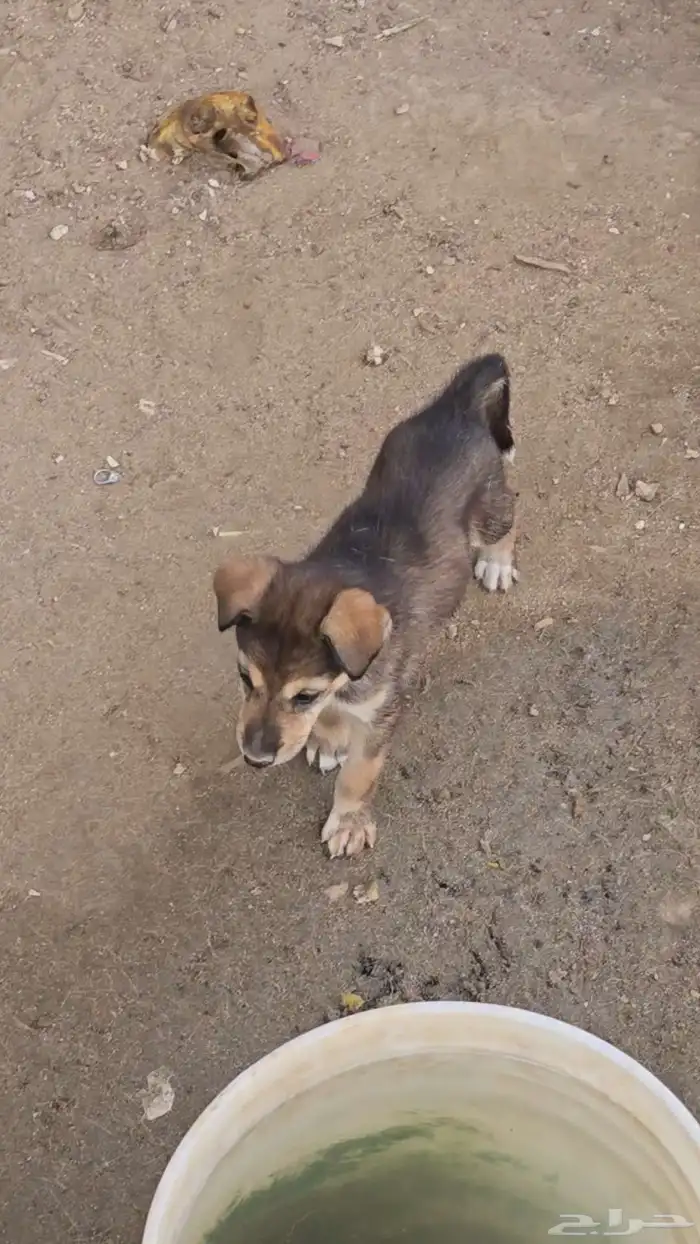 جرو هاسكي العمر 20 يوم 1