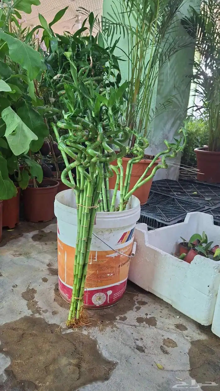 زراعه وتنسيق 8