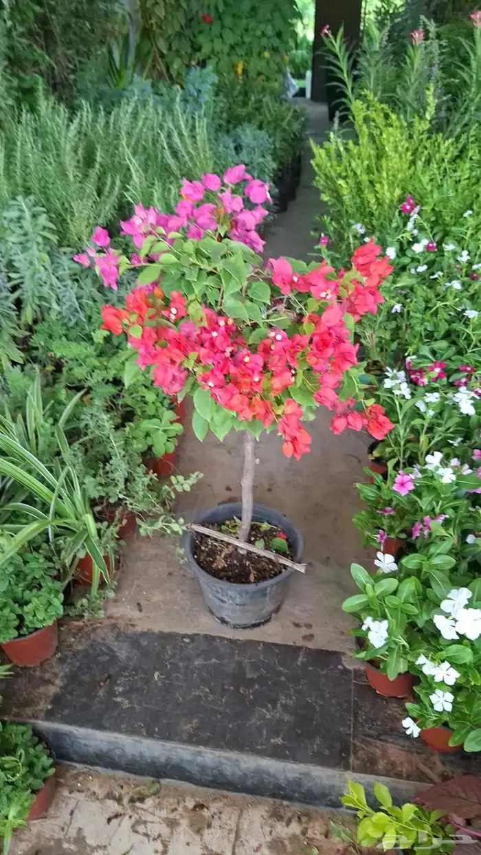 زراعه وتنسيق 4