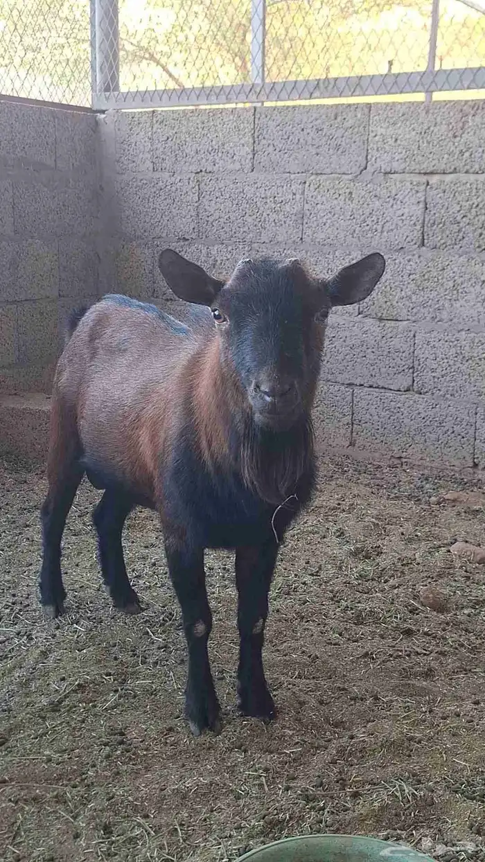 تيوس للبيع 4