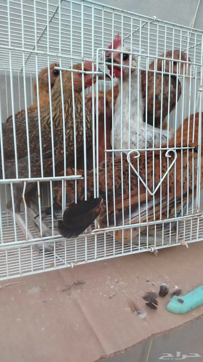 فروخ دجاج بلدي العمر 4شهور 0