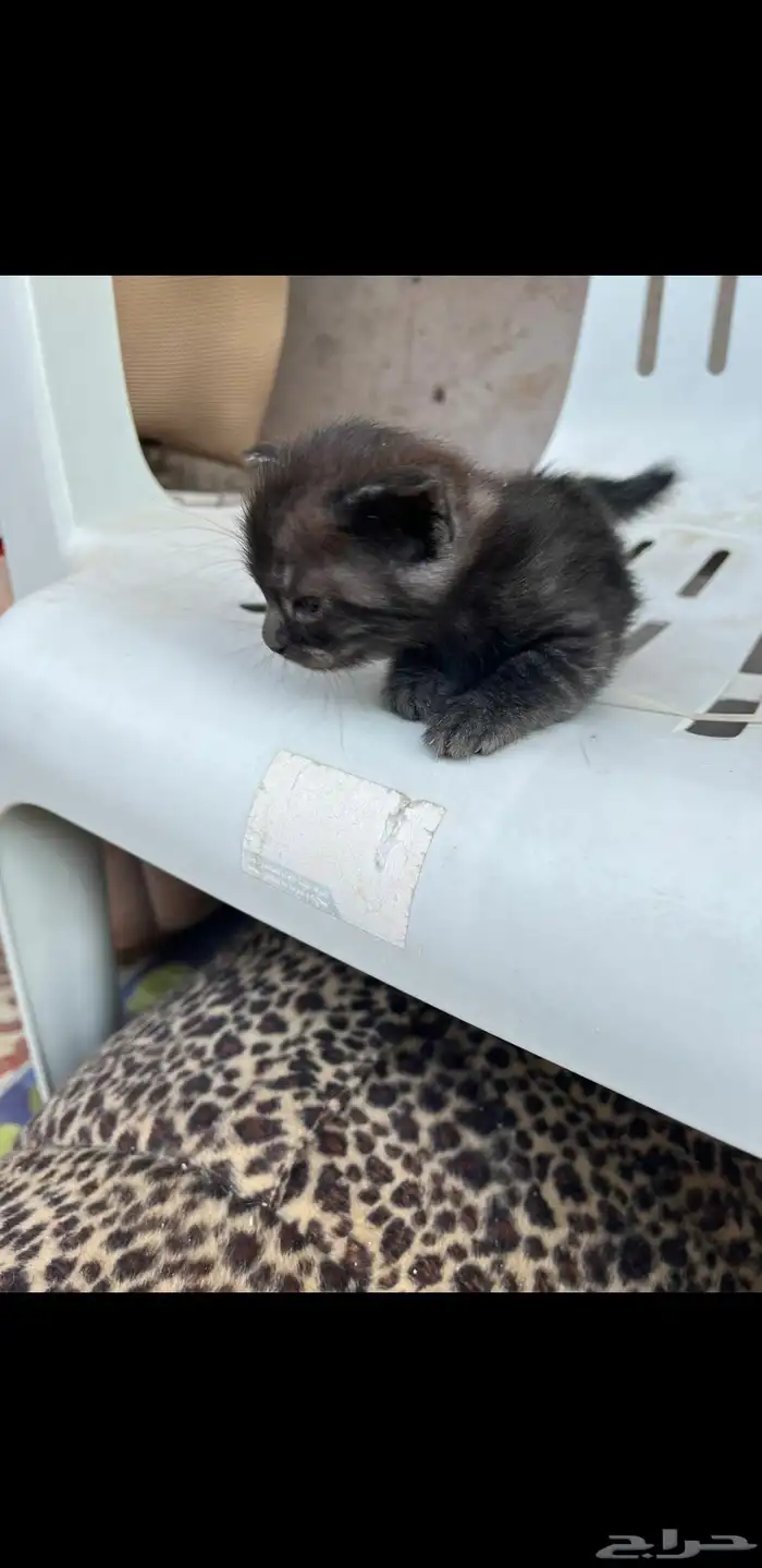 قطط للتبني   يوجود لدى كتن 2