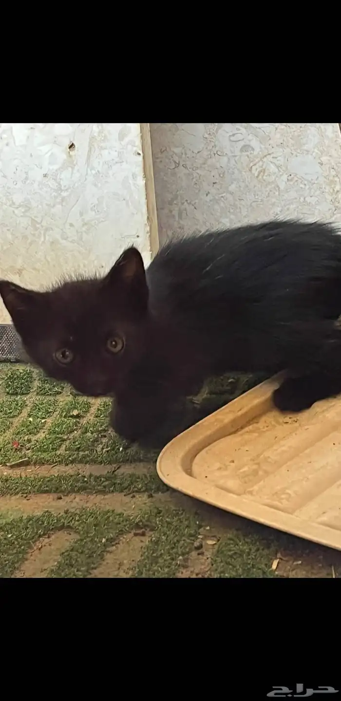 قطط للتبني   يوجود لدى كتن 3