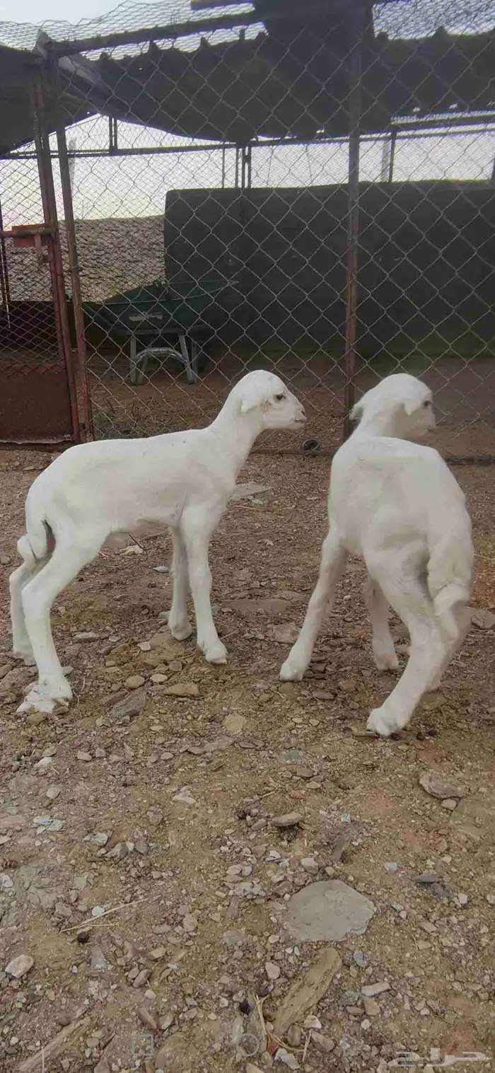 نعجة رفيدي متاومة 4