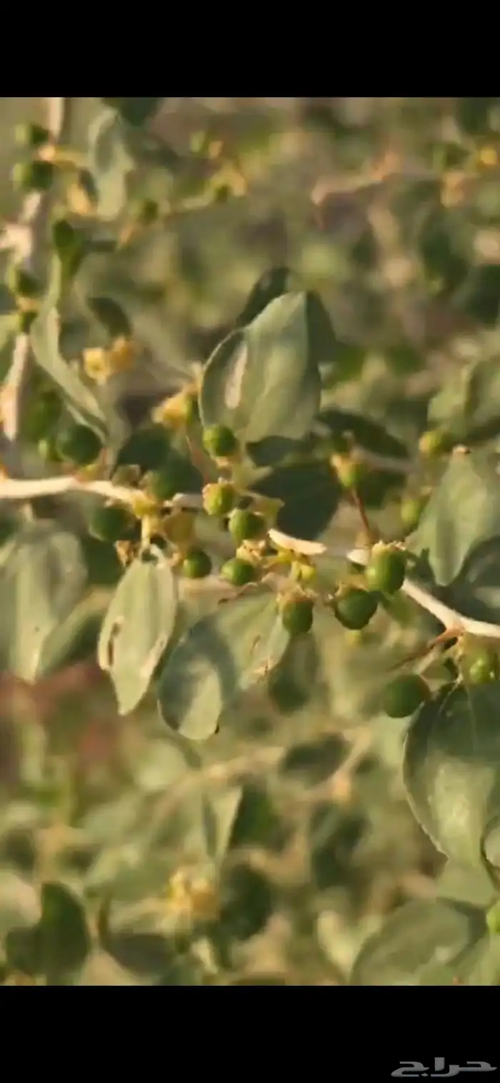 اشجار سدر وكين وحمضيات و قرض 13
