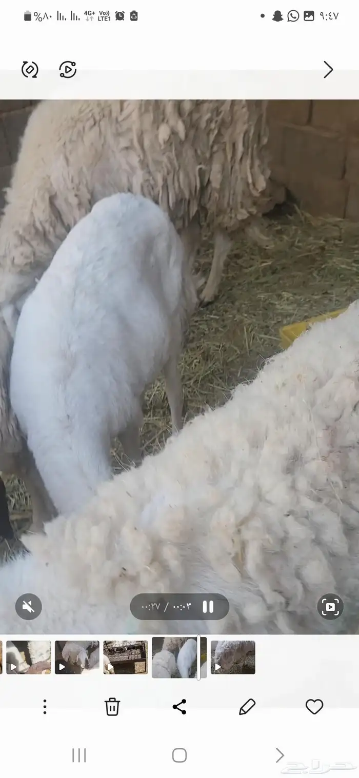 شياه حريات معها فحل تام مشروط العدد 5 2