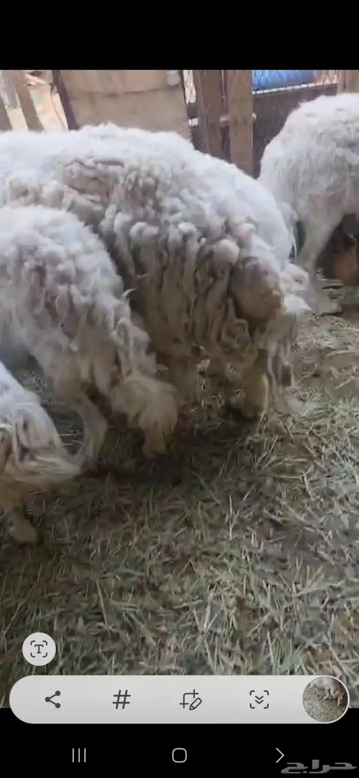 شياه حريات معها فحل تام مشروط العدد 5 4