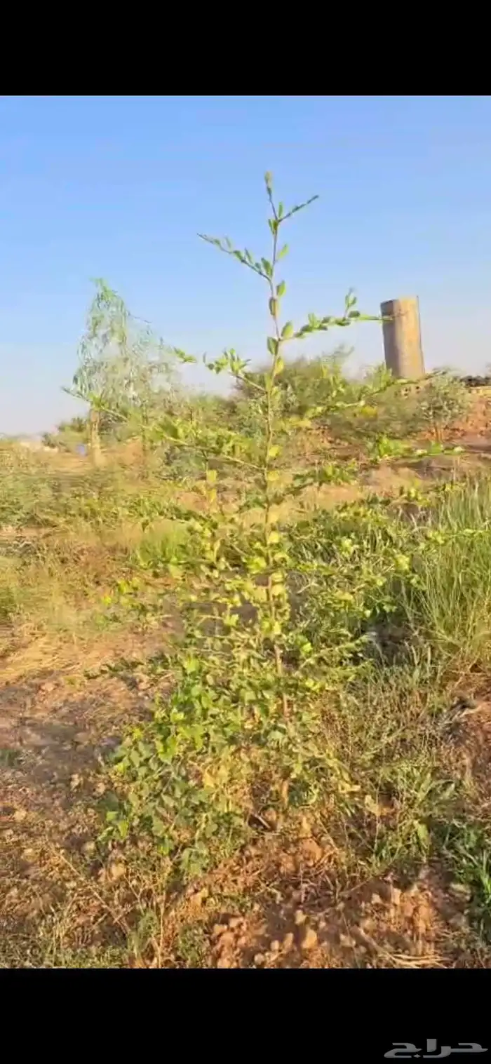 اشجار سدر وكين وحمضيات و قرض 12