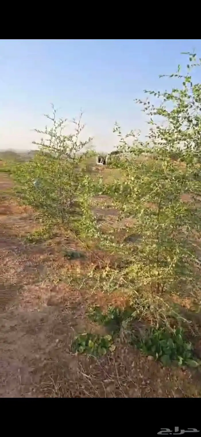 اشجار سدر وكين وحمضيات و قرض 11