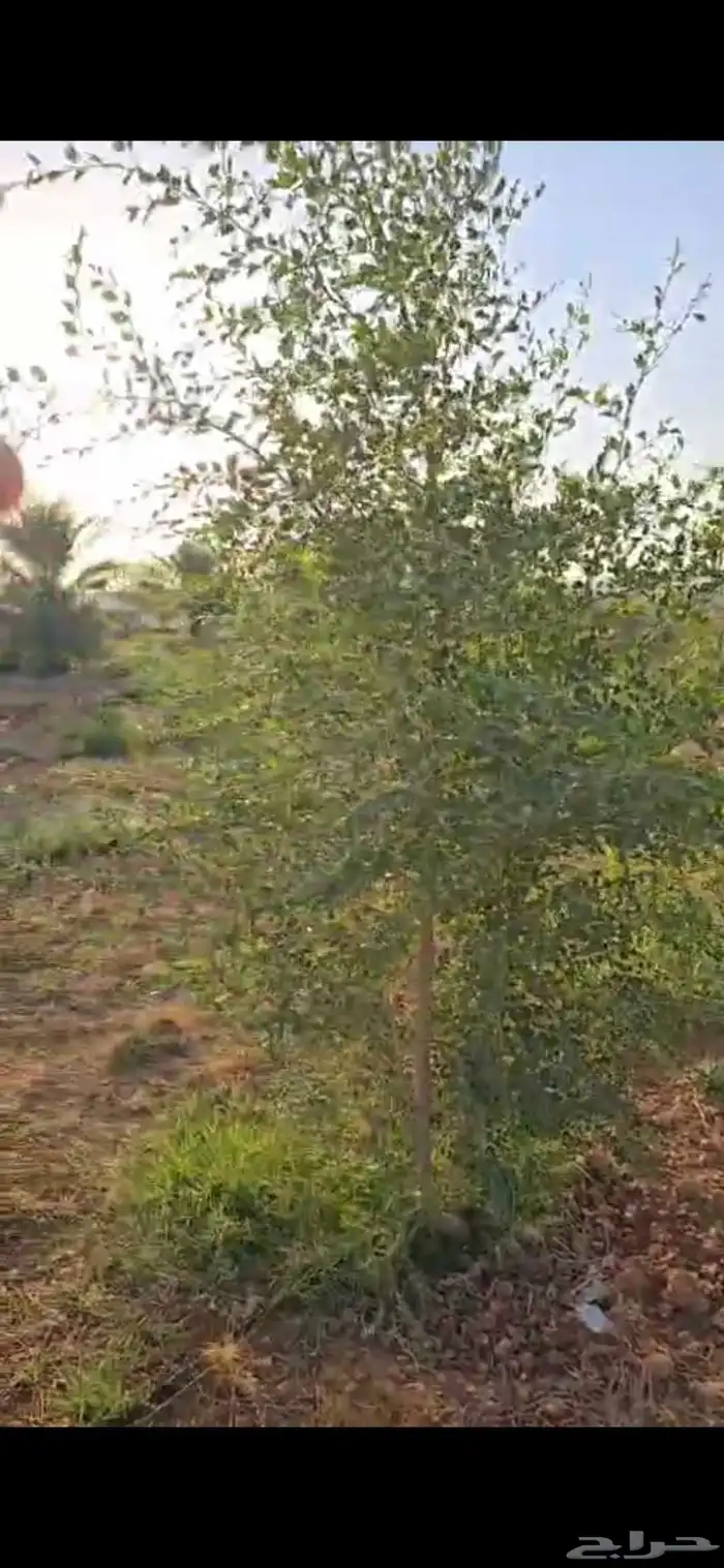 اشجار سدر وكين وحمضيات و قرض 10