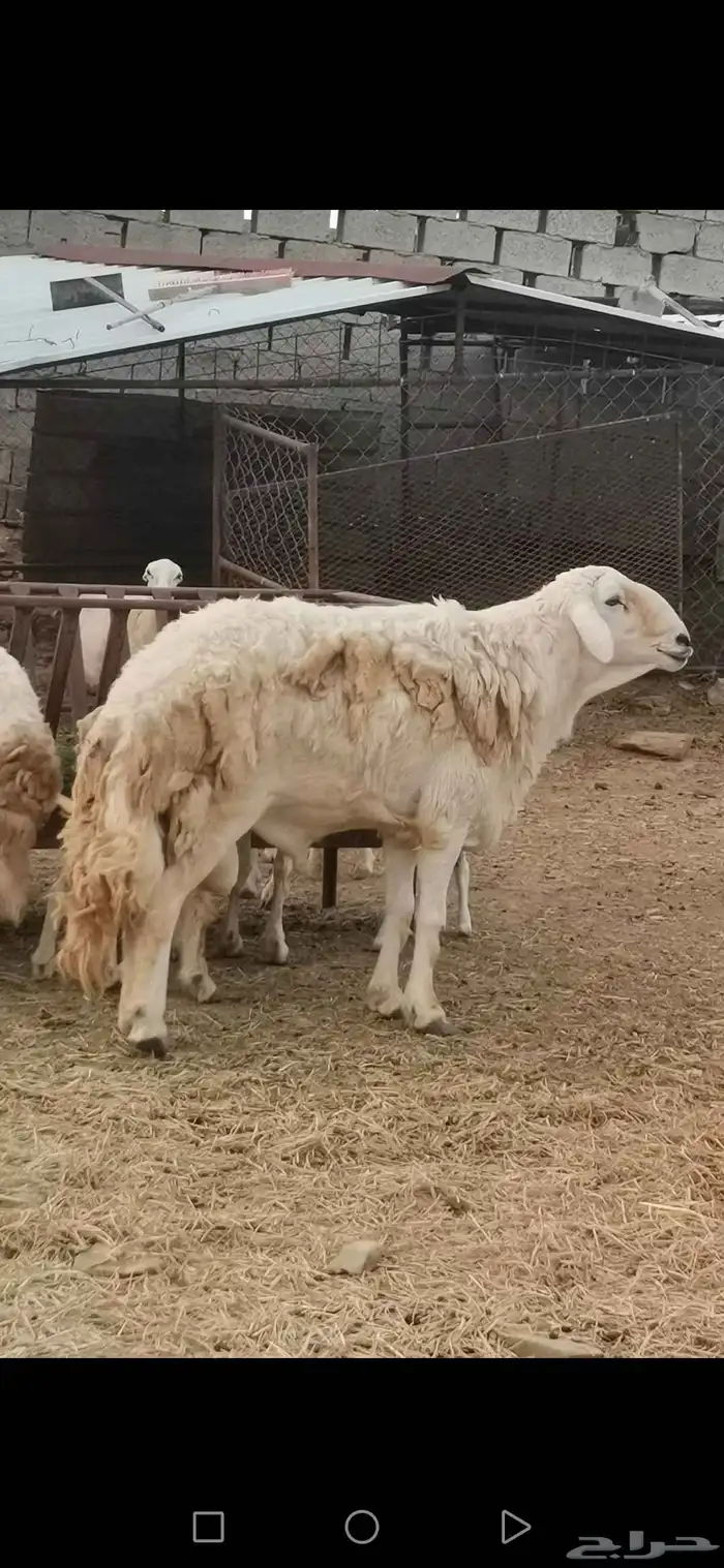 نعجة رفيدي متاومة 6