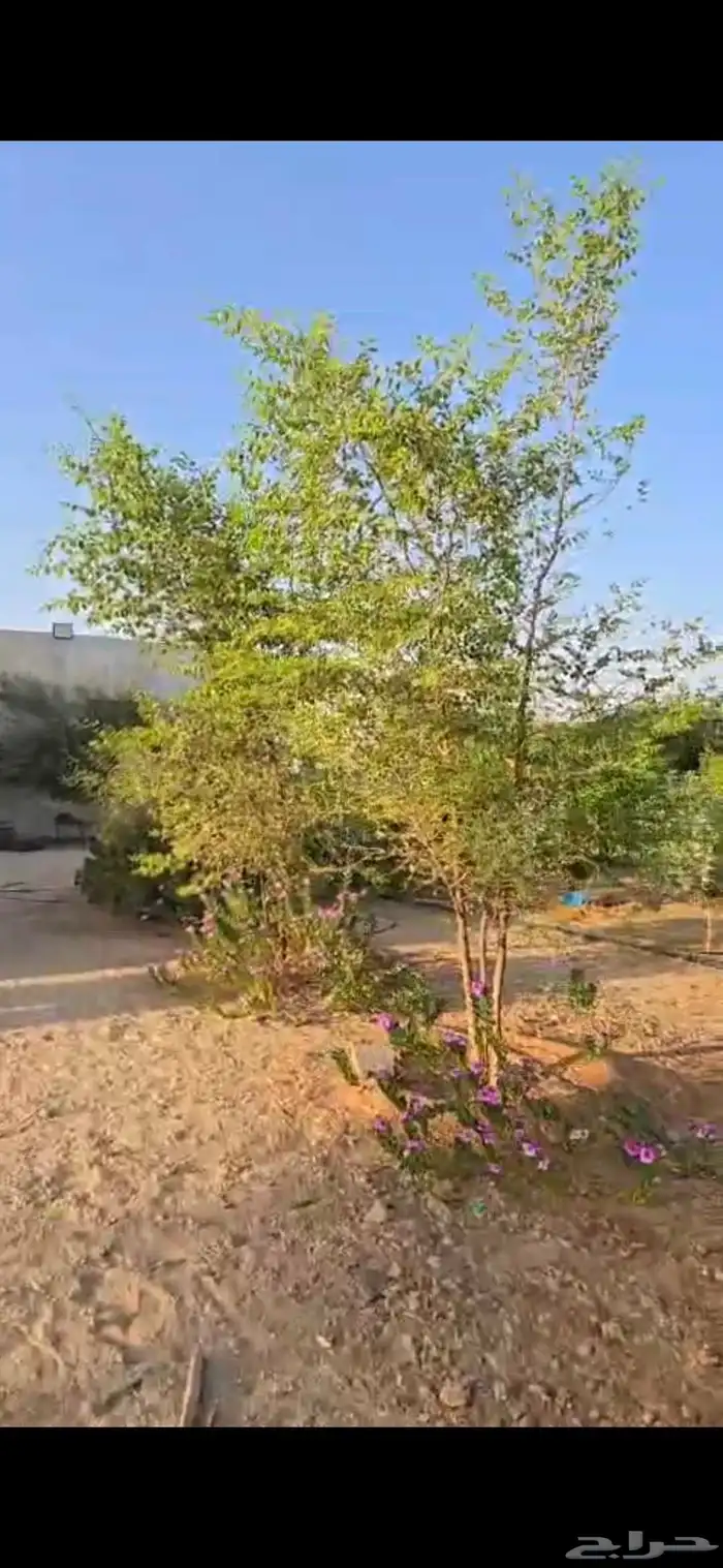 اشجار سدر وكين وحمضيات و قرض 23