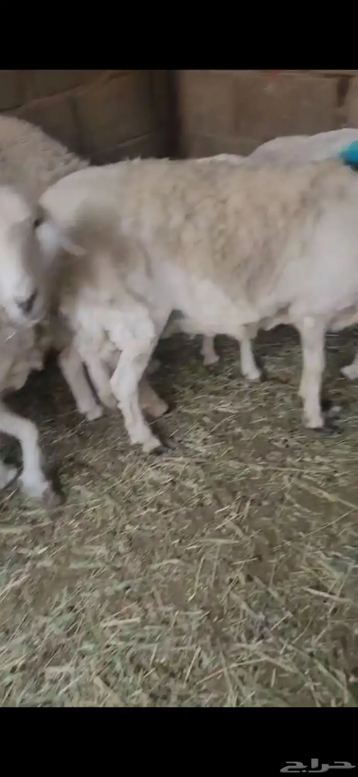 شياه حريات معها فحل تام مشروط العدد 5 6