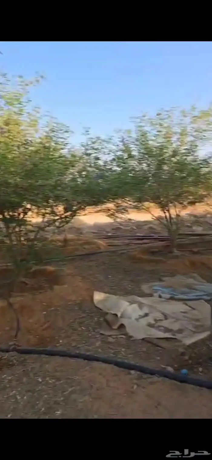 اشجار سدر وكين وحمضيات و قرض 26