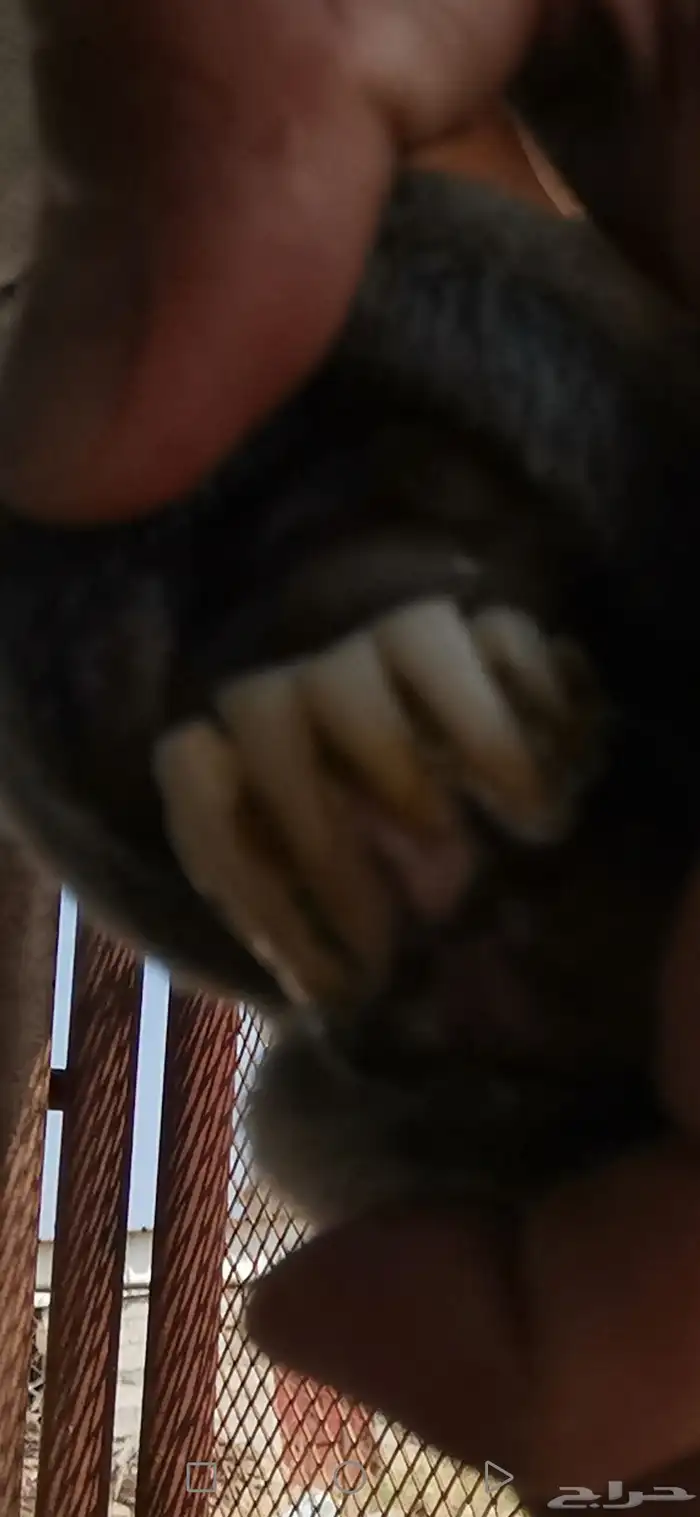 نعجة رفيدي متاومة 5