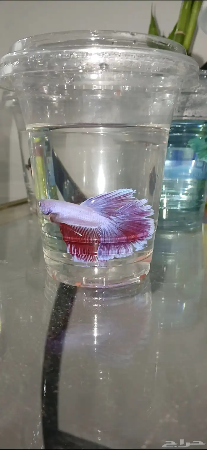 أسماك فايترذكور هاف موون ومنتجه شرررط 1