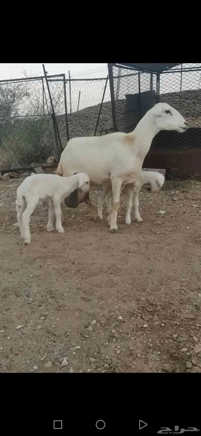 نعجة رفيدي متاومة 2