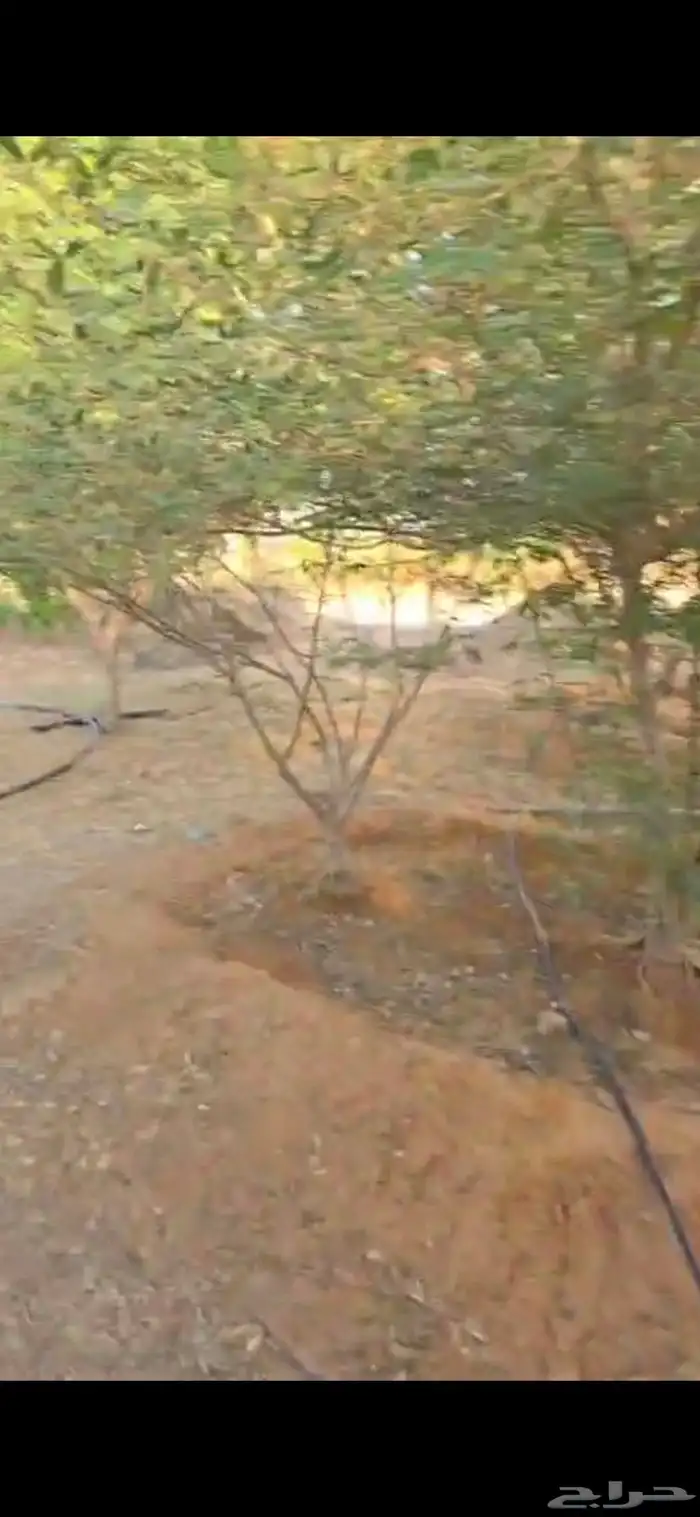 اشجار سدر وكين وحمضيات و قرض 21