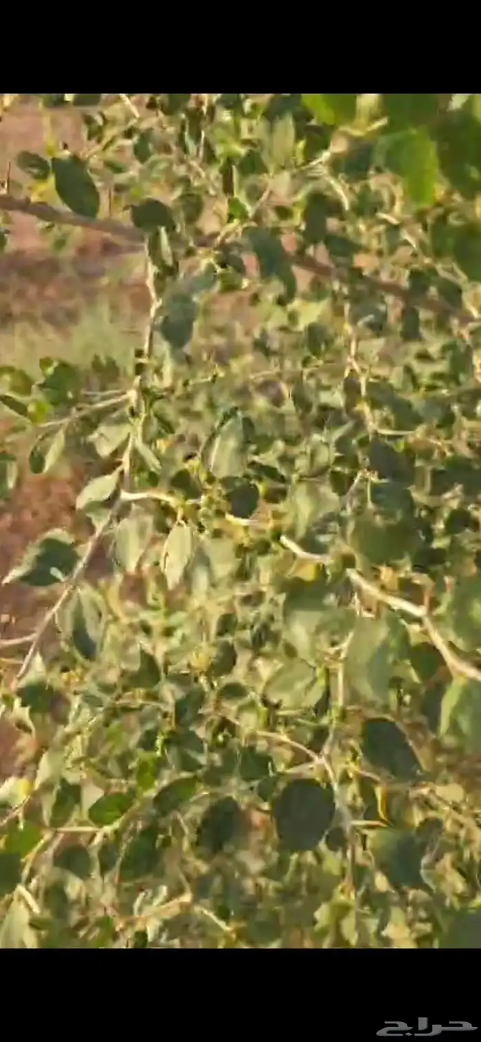 اشجار سدر وكين وحمضيات و قرض 15