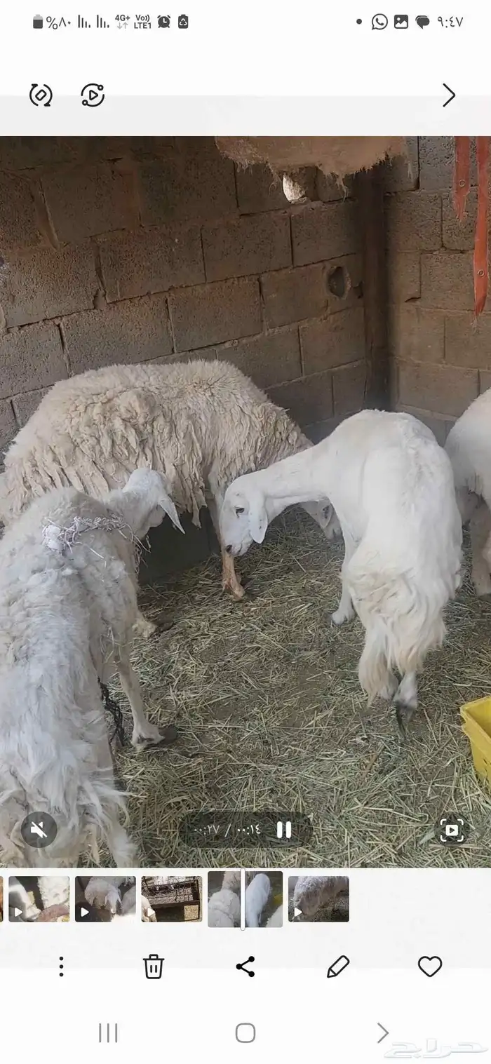 شياه حريات معها فحل تام مشروط العدد 5 0