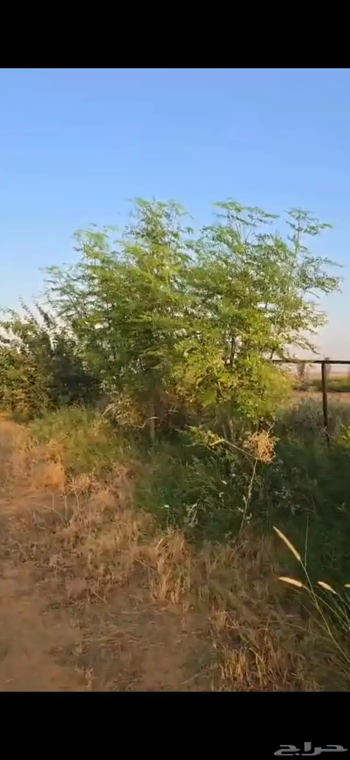 اشجار سدر وكين وحمضيات و قرض 8