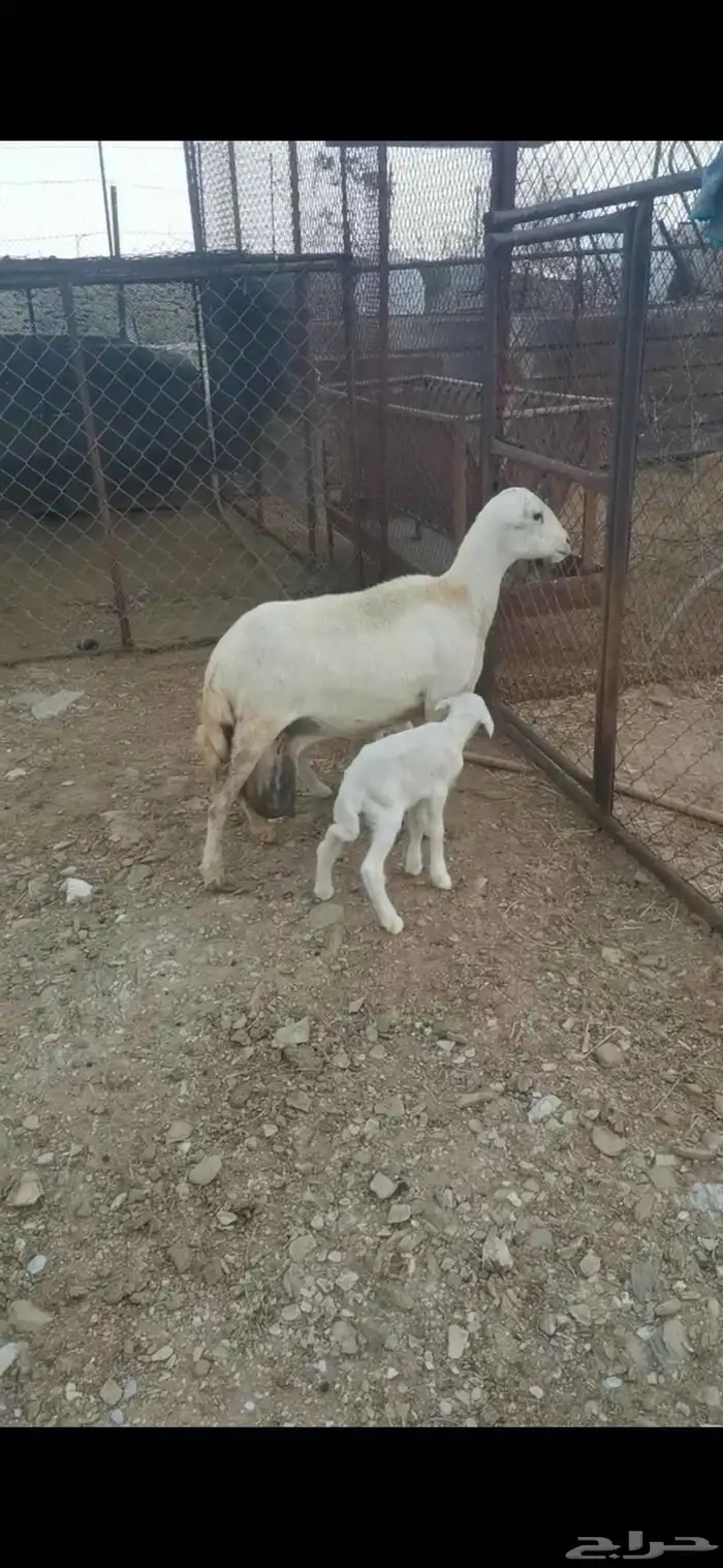 نعجة رفيدي متاومة 0