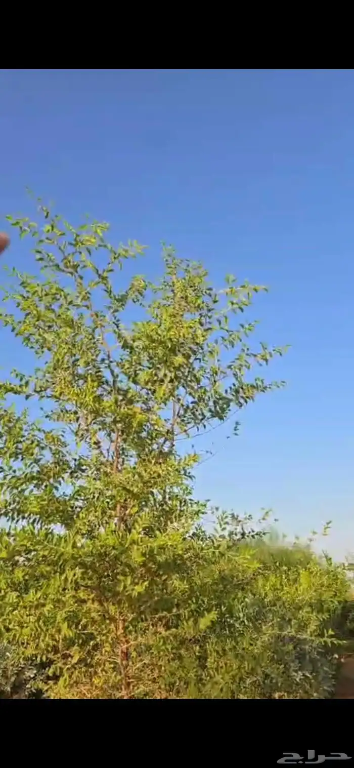 اشجار سدر وكين وحمضيات و قرض 19