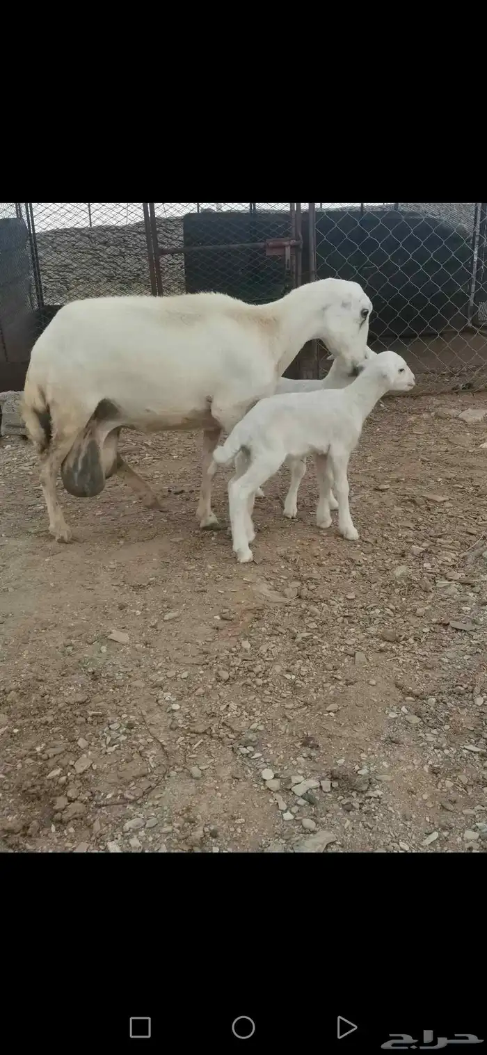 نعجة رفيدي متاومة 1