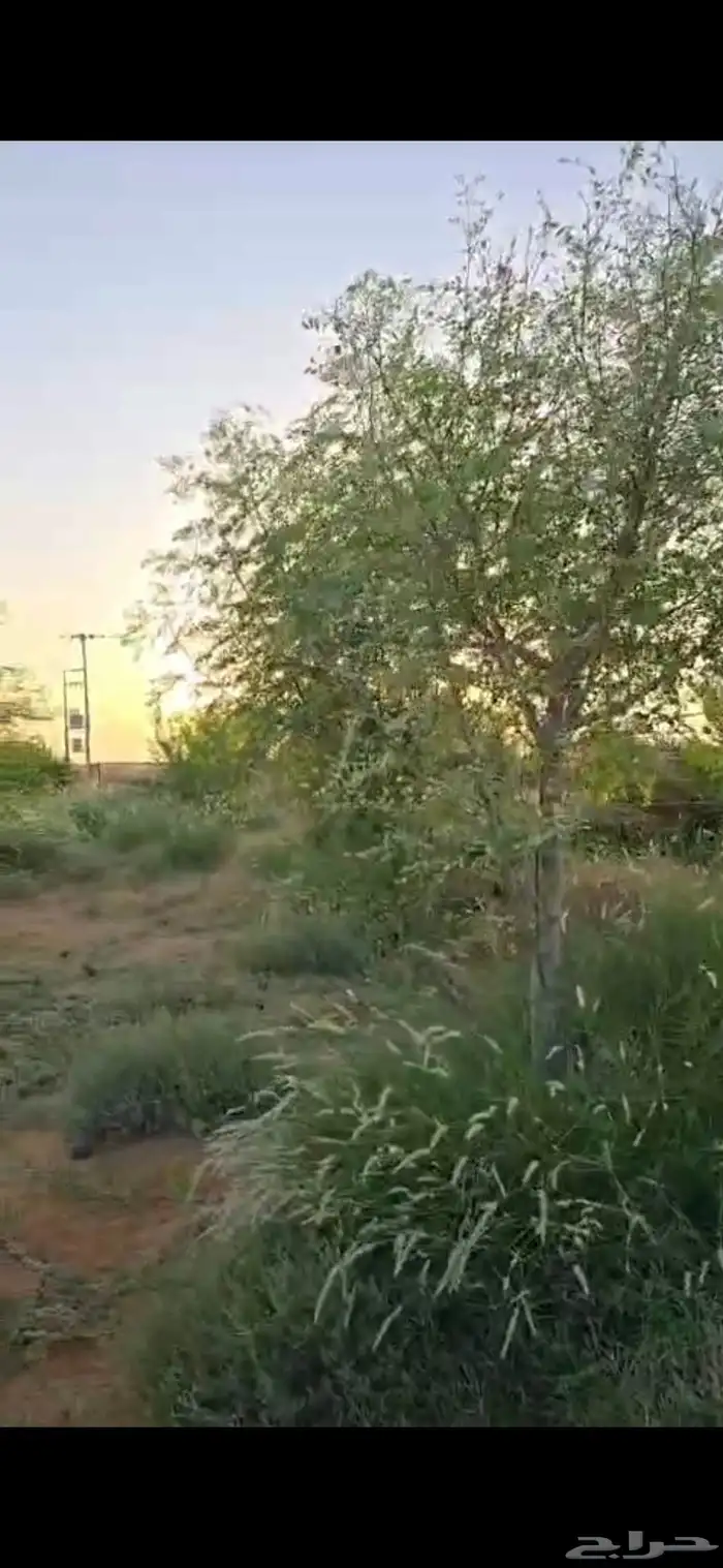 اشجار سدر وكين وحمضيات و قرض 7