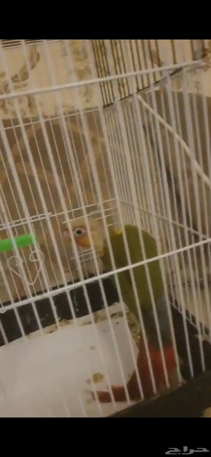 فرخ كنيور عمر شهرين (تم البيع) 1