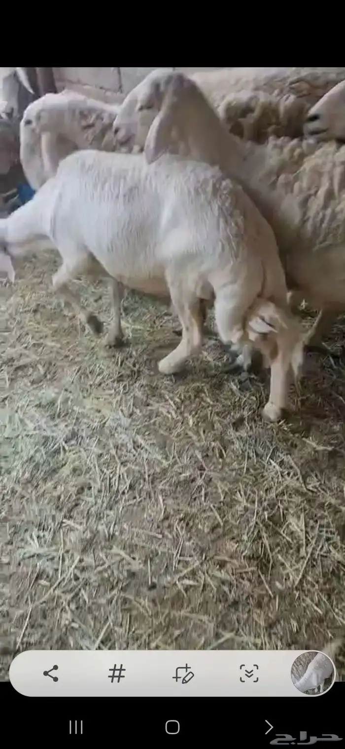 شياه حريات معها فحل تام مشروط العدد 5 3