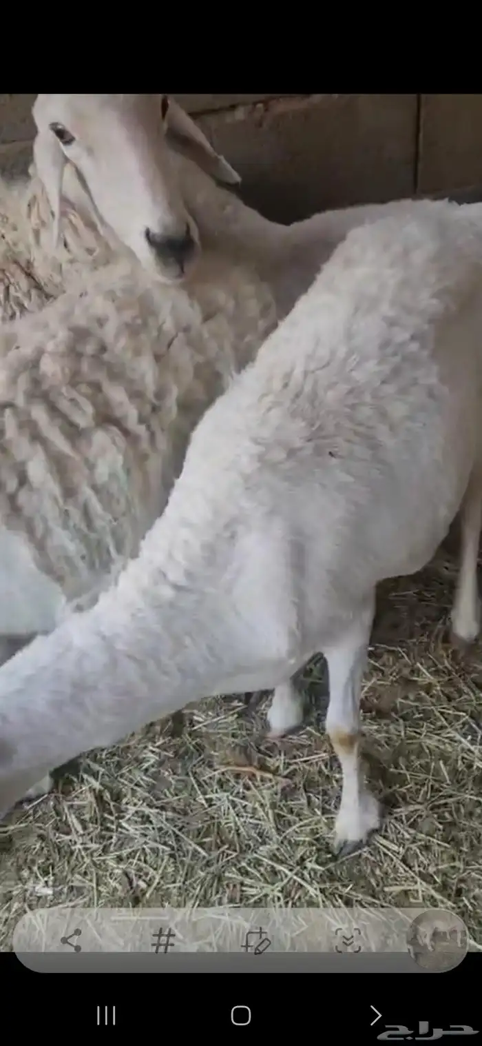 شياه حريات معها فحل تام مشروط العدد 5 8